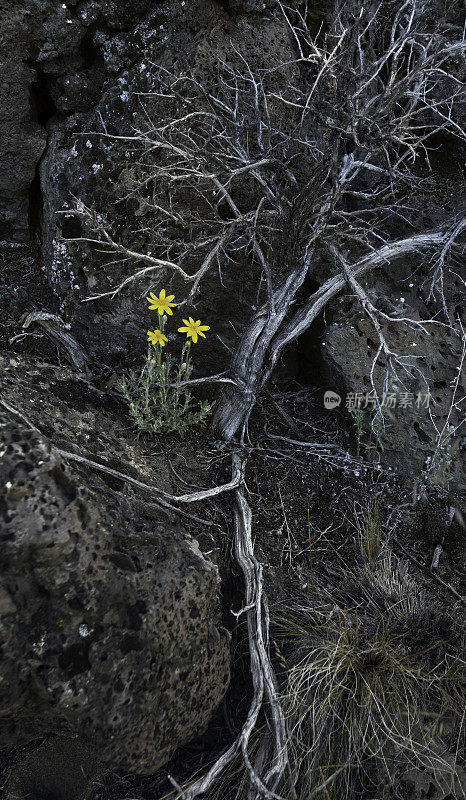 单俄勒冈阳光野花(Eriophyllum lanatum)在Badlands，俄勒冈东部